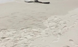 Dugite Versus King Skink