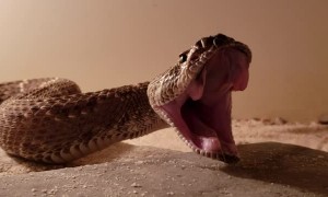 Eastern Diamondback Rattlesnake Yawns