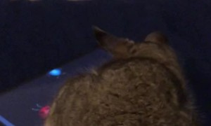 Bushbaby Bewitched by Digital Bugs