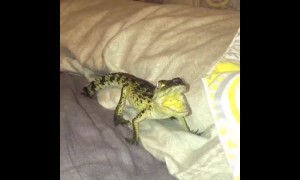 Baby crocodile makes cute disappointed noises after hiding spot compromised