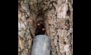 Hornets vacuumed out of HUGE nest found in tree trunk