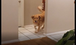Dog reuniting with their owners after being away