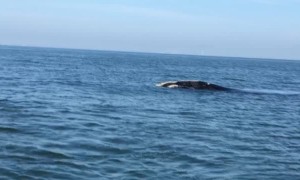 Fishing Trip Turns into Whale Watching Close Encounter