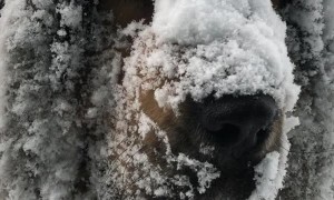 Huge Dog Loves Huge Snow