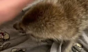 Meerkat Makes Heartwarming Cuddle Noises