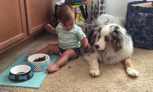 Baby adorably hand feeds dog food to Australian Shepherd