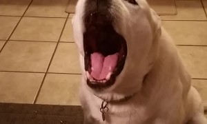 Talking dog engages in hilarious conversation with owner