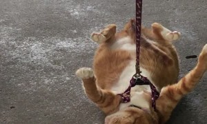 Dragging the Cat In