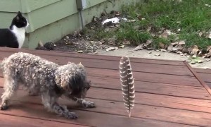 Little dog is afraid of the big feather