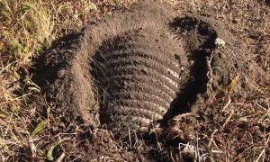 Armadillo Digging in the Dirt
