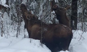 Moose Munching in Severe Snow
