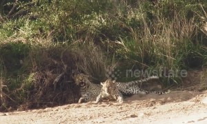 Needy female leopard spotted annoying her mate