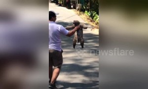 Sloth needs a lift from passing driver to help cross the road