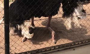 Ostrich Does a Fancy Dance