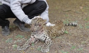 Leopard cub learns to walk again after being paralysed in road accident