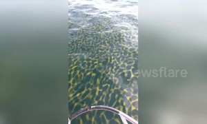 Strange 'leopard print' yellow bloom filmed in waters off Thailand