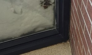 Bunny Rescued From Being Buried in Snow