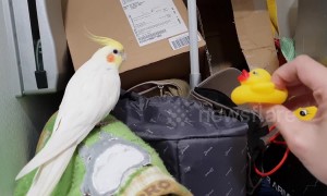 Cockatiel has squeak-off with a toy rubber duck