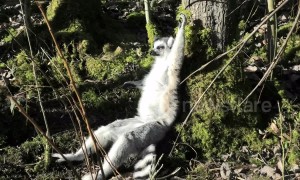 UK zoo lemurs enjoy February heatwave