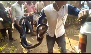 Deadly 16-foot king cobra captured in India after it tried to enter a home