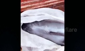 Kind-hearted men rescue crying porpoise from market and release it back into the sea