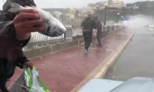 It's raining fish! Men brave raging storm on Malta to pick up fish blown ashore