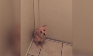 Cute Pup Wants Owner to Stay Home!
