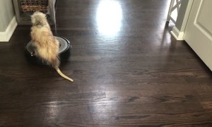 Awesome Opossum Rides a Robot