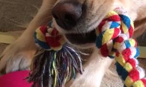 Doggy Doesn't Want to Share