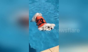 Dog rides out the Aussie heatwave by chilling in the pool