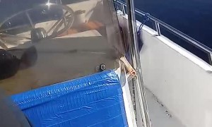 Pelican Boards Boat for a Bite