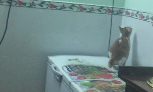 Cat Just Misses the Jump