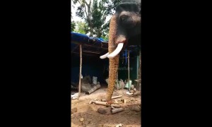 Artificial robot elephant debuts in south India to prevent animal cruelty during festivals