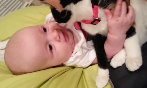 So Sweet – Kitten Loves Baby!