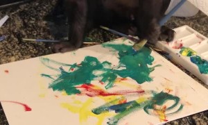 Monkey Paints a Picture