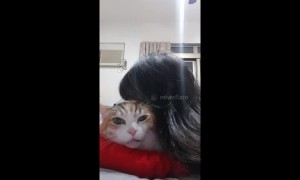 Bad-tempered cat meows to complain about being kissed by owner