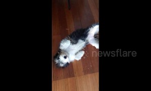 Ticklish dog power-slides into room to get belly rubs