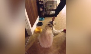 LOL, what a Stubborn Dog!