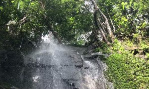 Beautiful Bird Takes Flight