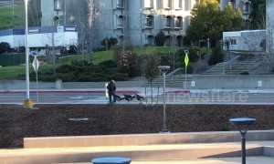 Funny moment turkeys attack US college student