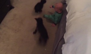 Two Dogs make Baby Laugh Hysterically