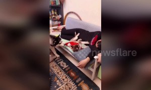 Jealous husky drags puppy son away from owner so he can get special seat