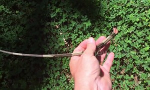 Severed iguana tail thrashes like snake in grass