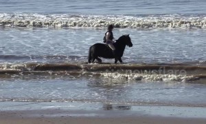 Horse cools off in sea during UK's February heatwave