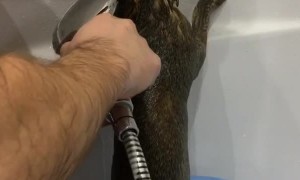 Kitten Confused By Litter Box