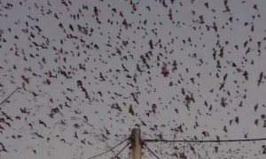 Thousands of Bats Fly Overhead