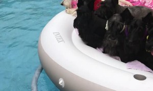Eight Pups in the Pool