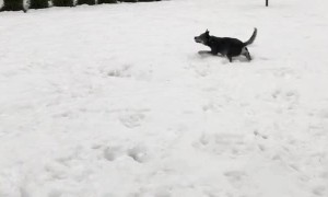 Bixie Bounces Her Balloon