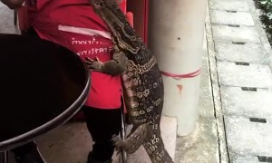 Monitor Lizard has the Munchies