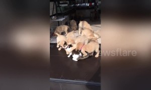 Affectionate golden retriever puppies gang up on cat in China's Shanxi